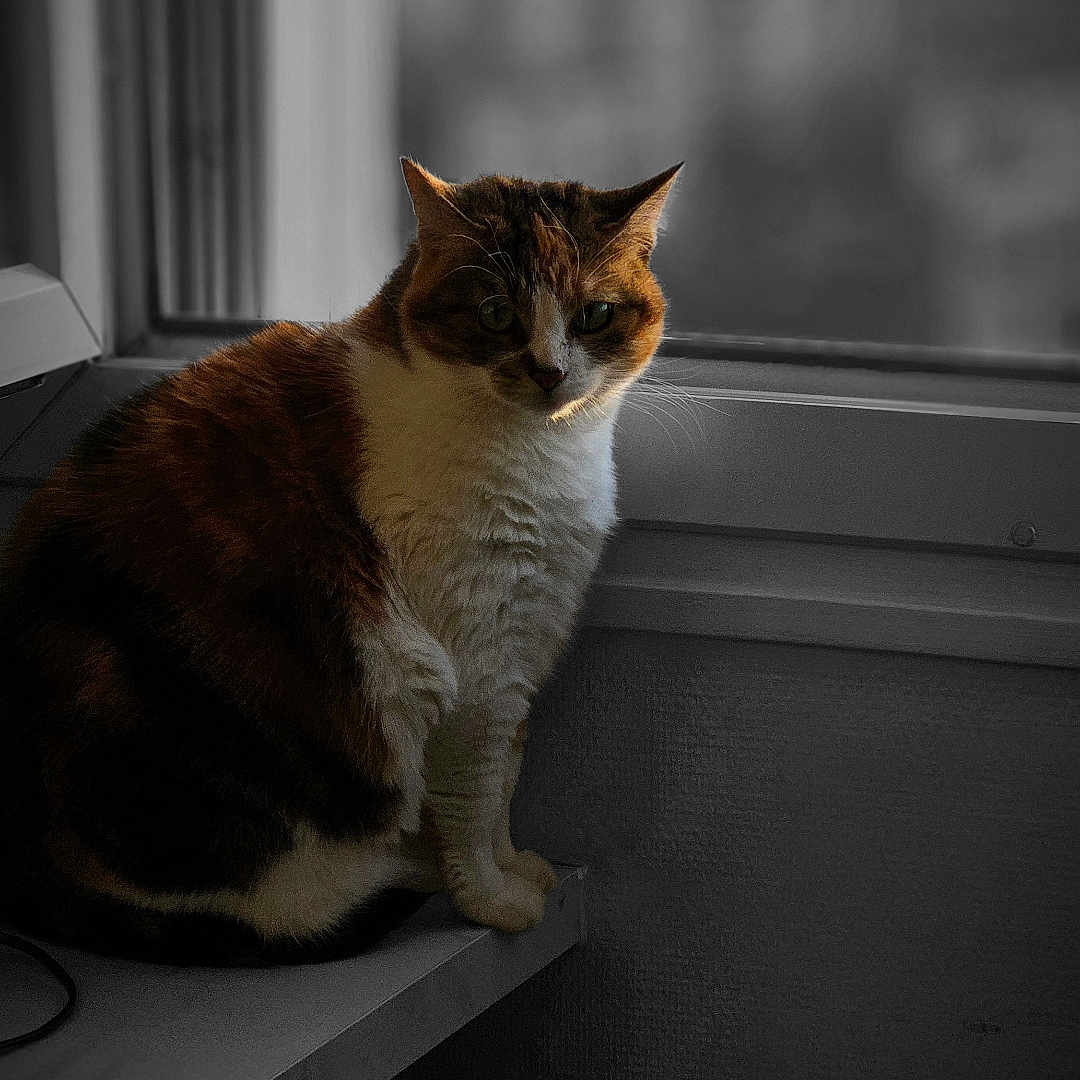 Mojie participe au concours pour gagner de l'argent avec cette photo : cat, calico_cat, windowsill, indoor, animal, pet, feline, sitting, window, blurred_background, natural_light, quiet, contemplative, fur, whiskers, domestic_animal, closeup, side_view, resting, house