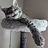 cat, kitten, tabby, cat_tree, pet, animal, fur, whiskers, paw, sleepy, relaxed, indoor, cozy, feline, cute, perch, toy, scratching_post, resting, closeup