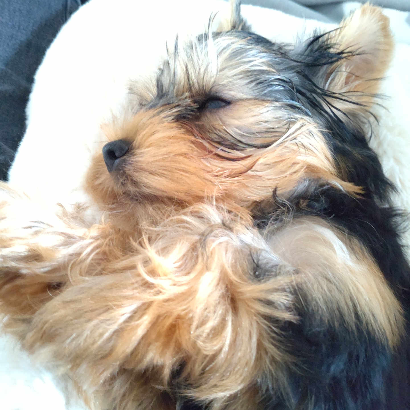 Vegas participe au concours pour gagner de l'argent avec cette photo : affenpinscher, animal, bed, bedroom, canine, cockerspaniel, couch, cushion, dog, face, furniture, head, homedecor, indoors, person, pet, puppy, room, sleeping, terrier