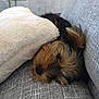 animal, armchair, blanket, canine, chair, cockerspaniel, couch, cushion, dog, furniture, homedecor, hound, linen, person, pet, pillow, puppy, sleeping, terrier, towel