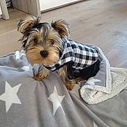 Vegas participe au concours pour gagner de l'argent avec cette photo : affenpinscher, animal, bed, bedroom, blanket, canine, couch, dog, furniture, hardwood, homedecor, indoors, interiordesign, linen, pet, puppy, room, terrier, towel, wood
