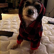 Roxy is registered to the contest to win money with this photo: dog, hoodie, pet_clothing, indoor, mattress, furniture, room, carpet, black_and_red, canine, pet, animal, cozy, small_dog, plaid, fabric, home, cute, standing, blurred