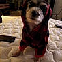 dog, hoodie, pet_clothing, indoor, mattress, furniture, room, carpet, black_and_red, canine, pet, animal, cozy, small_dog, plaid, fabric, home, cute, standing, blurred