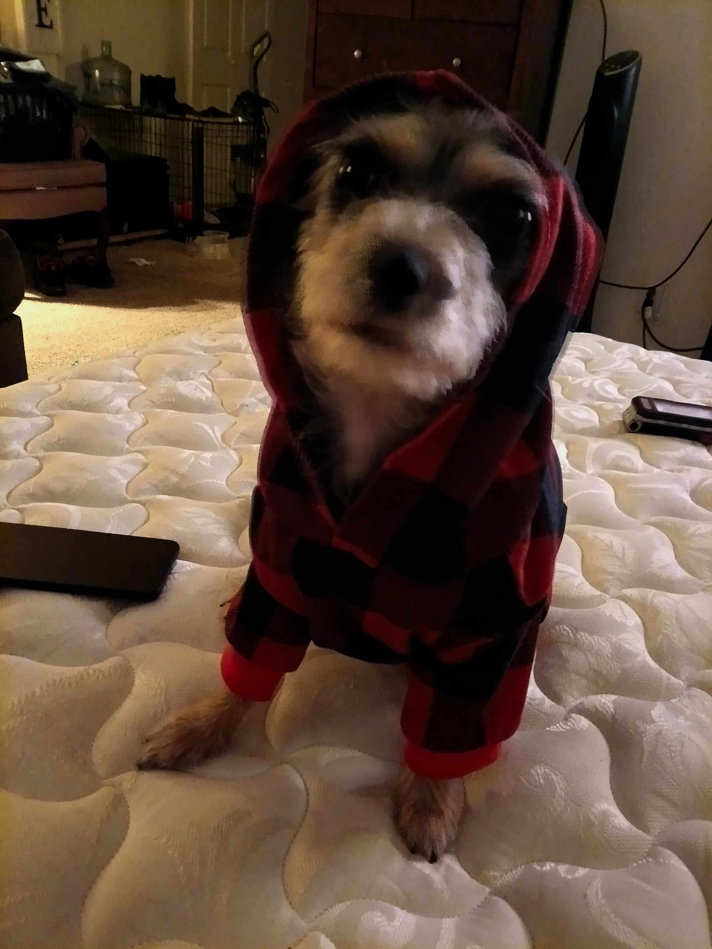 Roxy is registered to the contest to win money with this photo: dog, hoodie, pet_clothing, indoor, mattress, furniture, room, carpet, black_and_red, canine, pet, animal, cozy, small_dog, plaid, fabric, home, cute, standing, blurred