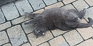 Ash is registered to the contest to win money with this photo: animal, backyard, belly_up, cat, curious, cute, daylight, feline, fur, gray_cat, ground, legs_up, nature, outdoor, pavement, pet, playful, relaxed, resting, stone_patio