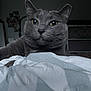 Ash joined the competition — help win amazing prizes! animal, bed, blanket, cat, close_up, cozy, cute, domestic_cat, ears, face, feline, fur, gray_cat, indoor, looking, pet, portrait, resting, whiskers, yellow_eyes