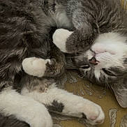 Koi joined the competition — help win amazing prizes! cat, gray_cat, white_paws, sleeping_cat, curled_up, cozy, indoor, cushion, patterned_fabric, resting, pet, feline, whiskers, paw, fur, relaxed, cute, animal, domestic_cat, closeup