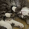 cat, gray_cat, white_paws, sleeping_cat, curled_up, cozy, indoor, cushion, patterned_fabric, resting, pet, feline, whiskers, paw, fur, relaxed, cute, animal, domestic_cat, closeup