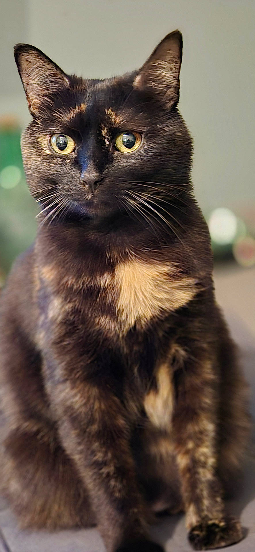 Siska a rejoint le concours — aidez-le/la à gagner de superbes lots ! animal, background_blur, cat, closeup, cute, domestic, ears, eyes, face, feline, focused, fur, indoor, mammal, pet, portrait, sitting, soft_light, tortoiseshell, whiskers