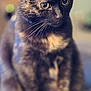 Siska participe au concours pour gagner de l'argent avec cette photo : cat, tortoiseshell, sitting, fur, whiskers, eyes, pet, animal, indoor, soft_light, closeup, portrait, feline, cute, domestic_cat, blurred_background, curious, alert, mammal, companionship