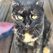 Siska participe au concours pour gagner de l'argent avec cette photo : cat, tortoiseshell_cat, yellow_eyes, close_up, pet, animal, feline, whiskers, fur, sitting, wooden_floor, blurred_background, outdoor, portrait, cute, domestic_animal, face, ears, nose, eyes