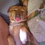 Jake joined the competition — help win amazing prizes! dog, tongue_out, sleeping, cozy, paw, blanket, pillow, cute, relaxed, indoor, pet, fur, resting, animal, mammal, snout, bed, canine, domestic_animal, sleep