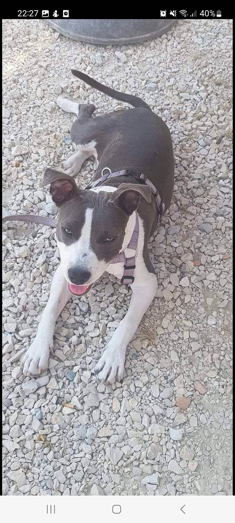 Kaya participe au concours pour gagner de l'argent avec cette photo : canidae, carnivore, companion_dog, dog, dog_breed, fawn, flooring, non_sporting_group, paw, sporting_group, tail, working_animal