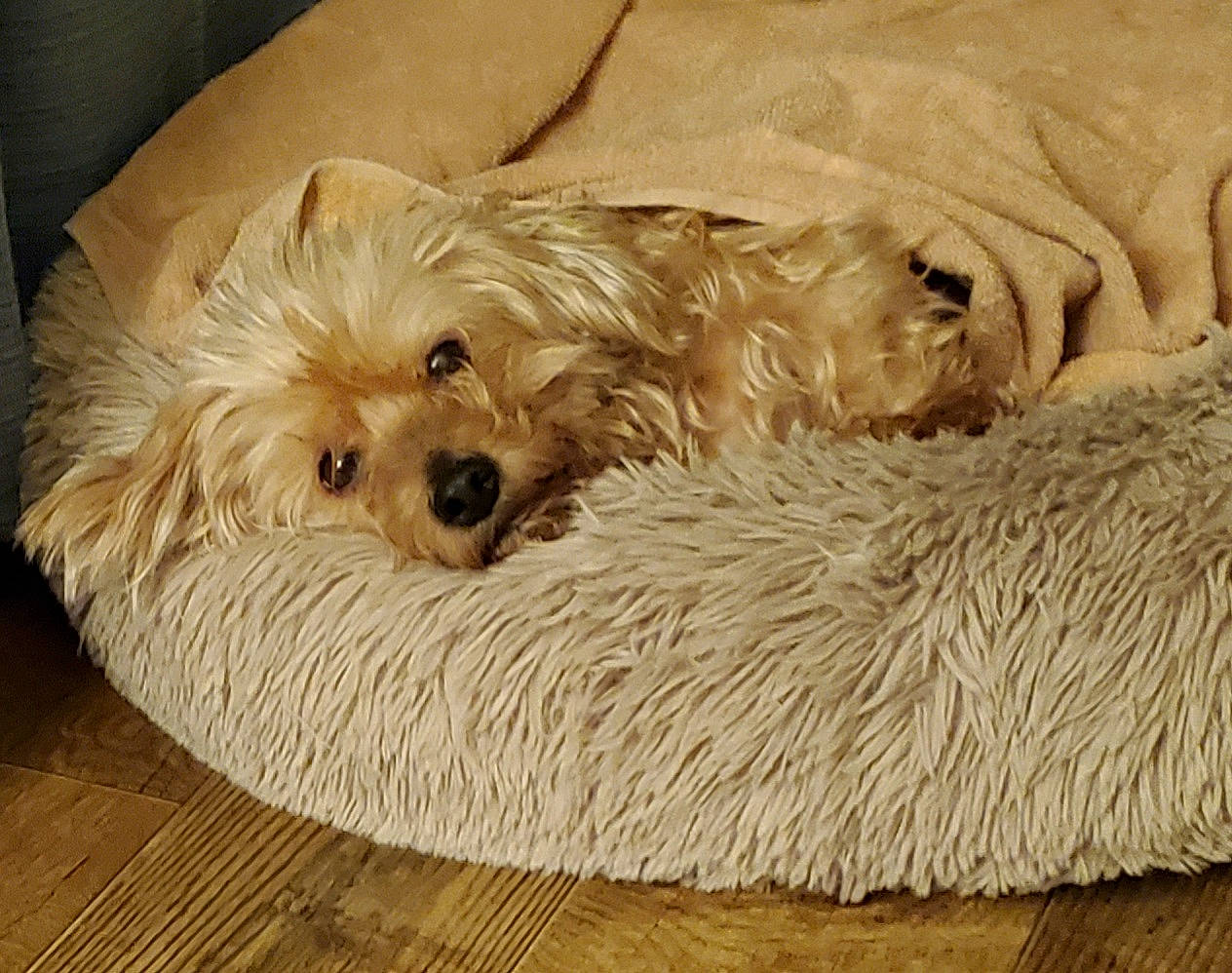 Chucky joined the competition — help win amazing prizes! canidae, carnivore, companion_dog, dog, dog_breed, dog_supply, fawn, flooring, fur, hardwood, liver, maltepoo, small_terrier, snout, sporting_group, terrier, toy_dog, water_dog, wood, working_animal