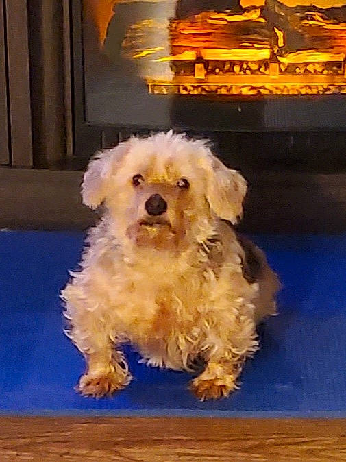 Chucky is registered to the contest to win money with this photo: canidae, carnivore, companion_dog, dog, dog_breed, flooring, fur, hardwood, labradoodle, lighting, maltepoo, non_sporting_group, picture_frame, puppy, small_terrier, snout, sporting_group, terrier, toy_dog, wood