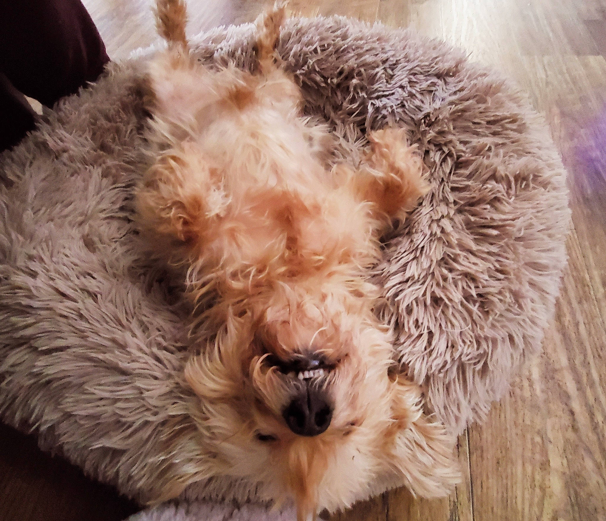 Chucky is registered to the contest to win money with this photo: canidae, carnivore, close_up, companion_dog, dog_breed, fawn, fur, natural_material, non_sporting_group, sheep, snout, sporting_group, terrestrial_animal, toy, whiskers, wildlife, working_animal