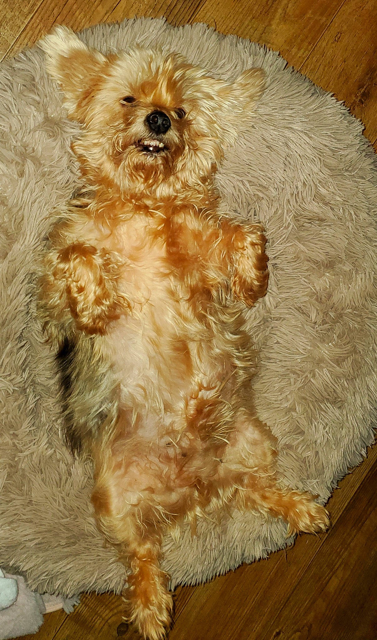 Chucky joined the competition — help win amazing prizes! canidae, carnivore, companion_dog, dog, dog_breed, dog_supply, fawn, fur, hardwood, liver, small_terrier, snout, sporting_group, terrestrial_animal, terrier, toy, toy_dog, wood, working_animal, yorkipoo