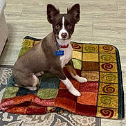 Sam joined the competition — help win amazing prizes! dog, brown, white, pet, blanket, colorful, floor, rug, indoor, collar, tag, ears, sitting, looking, curious, animal, companion, home, cute, small
