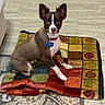 dog, brown, white, pet, blanket, colorful, floor, rug, indoor, collar, tag, ears, sitting, looking, curious, animal, companion, home, cute, small