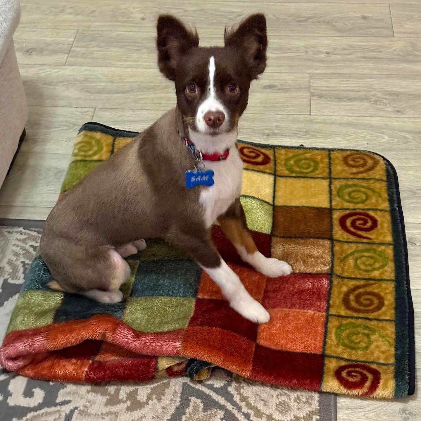 Sam joined the competition — help win amazing prizes! dog, brown, white, pet, blanket, colorful, floor, rug, indoor, collar, tag, ears, sitting, looking, curious, animal, companion, home, cute, small