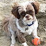 dog, puppy, small_dog, fluffy, white_and_brown, shih_tzu, sitting, beach, sand, outdoor, ball, toy, collar, dog_tag, blue_collar, long_hair, cute, pet, playing, portrait