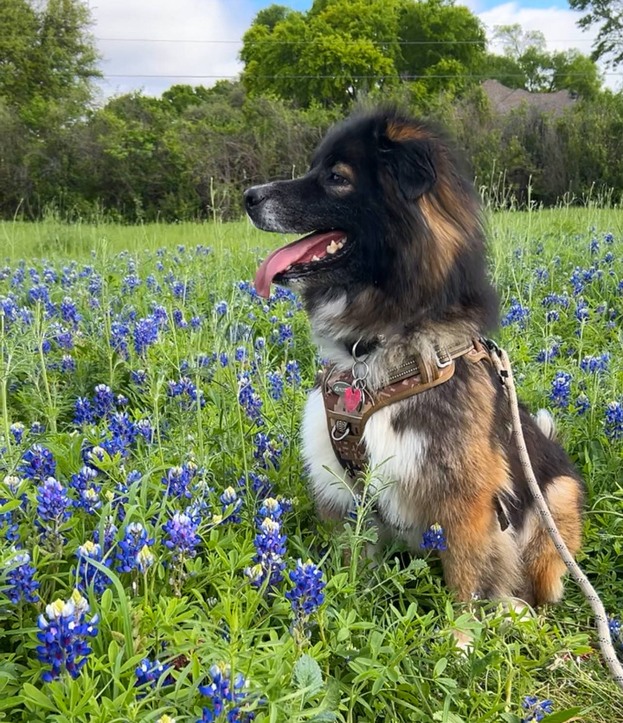 Java is registered to the contest to win money with this photo: carnivore, cloud, collar, companion_dog, dog, dog_breed, dog_collar, dog_supply, electric_blue, fawn, flower, grass, grassland, groundcover, herbaceous_plant, people_in_nature, plant, sky, tree, working_animal