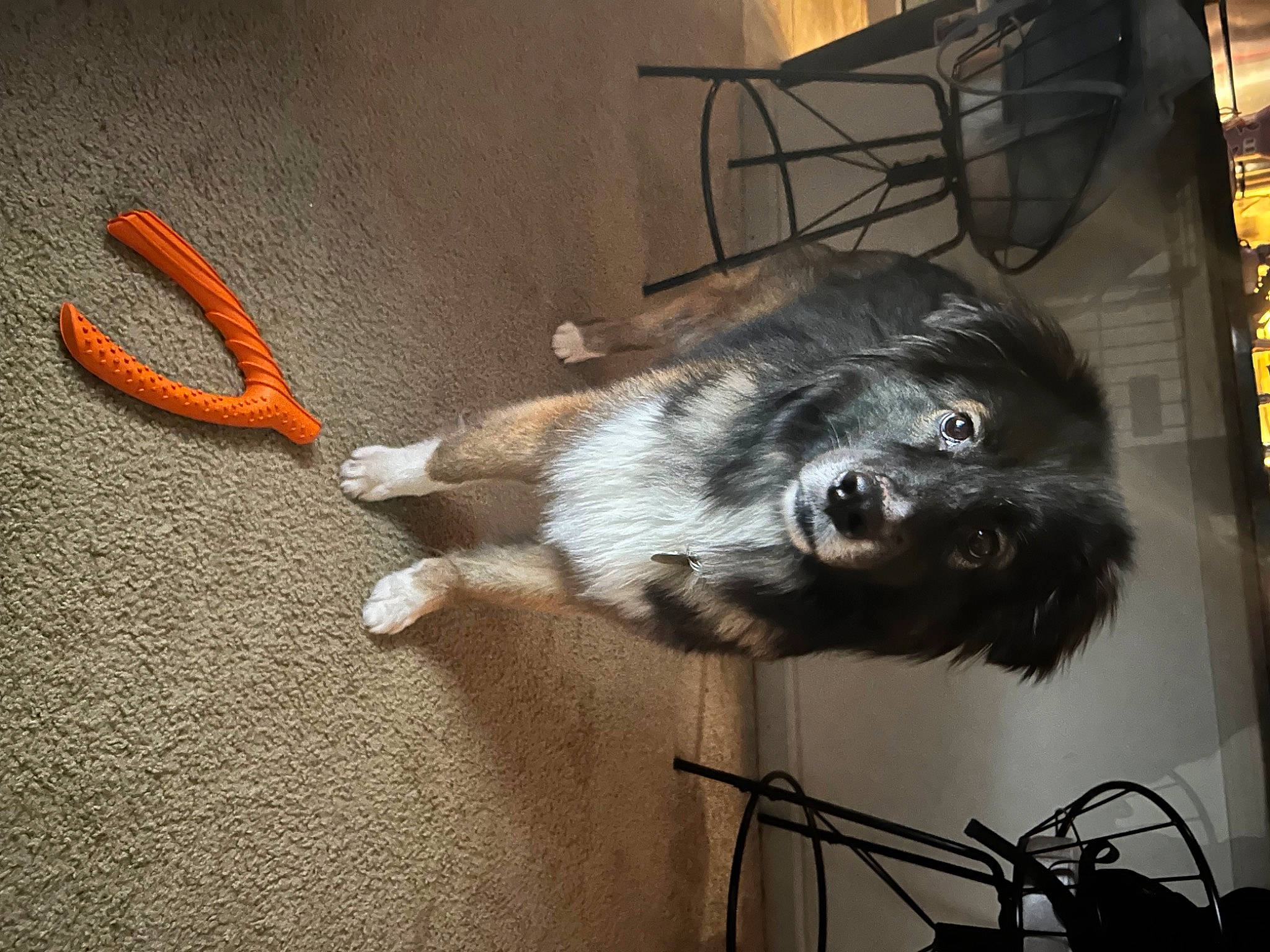 Java joined the competition — help win amazing prizes! audio_equipment, cable, canidae, carnivore, companion_dog, dog, dog_breed, electrical_supply, electrical_wiring, felidae, flooring, fur, small_to_medium_sized_cats, snout, sporting_group, tail, whiskers, wire, working_animal