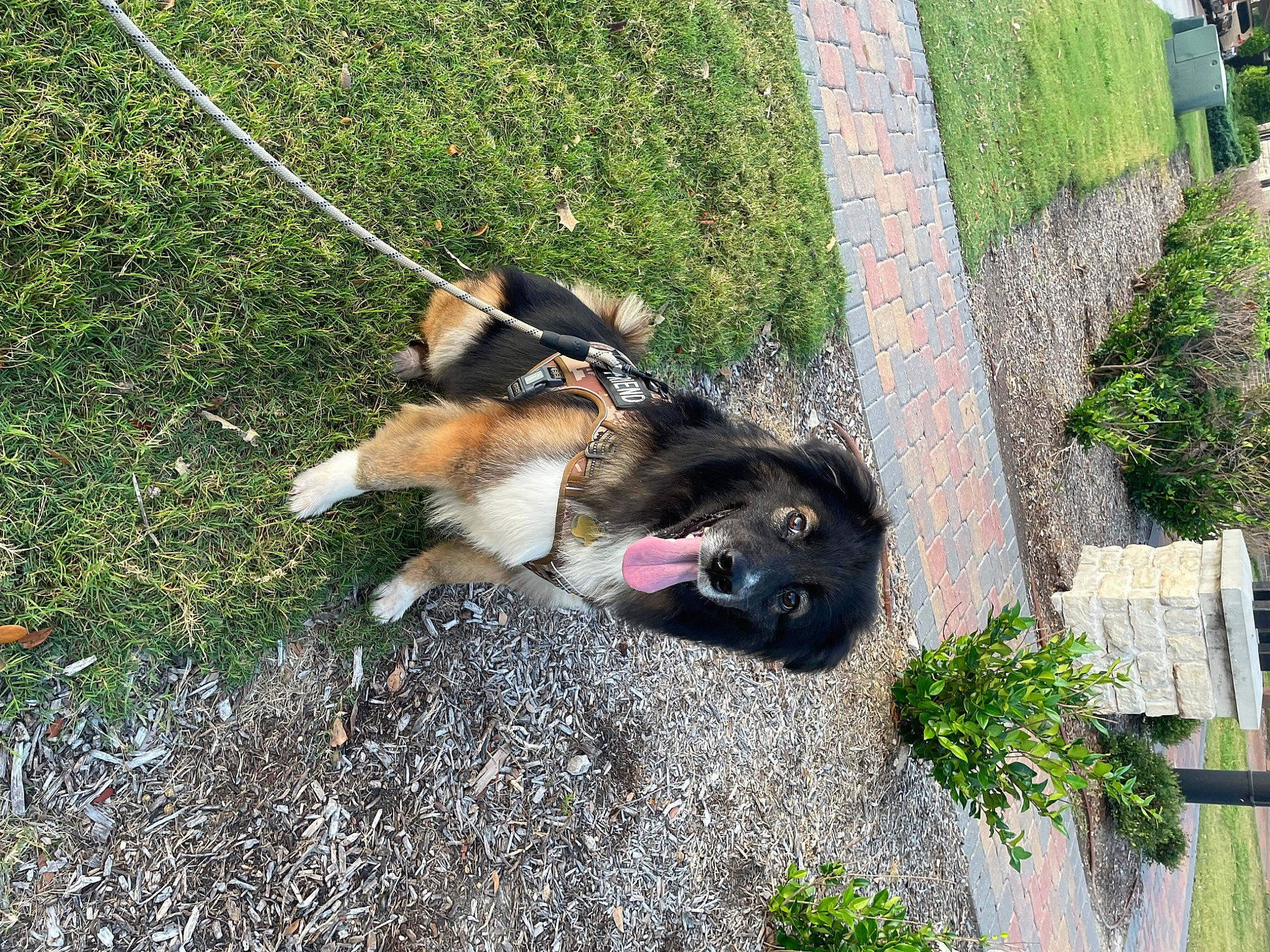 Java is registered to the contest to win money with this photo: canidae, carnivore, collar, companion_dog, dog, dog_breed, dog_collar, fashion_accessory, grass, groundcover, herding_dog, lawn, leash, pet_supply, plant, recreation, shetland_sheepdog, tail, working_animal, working_dog