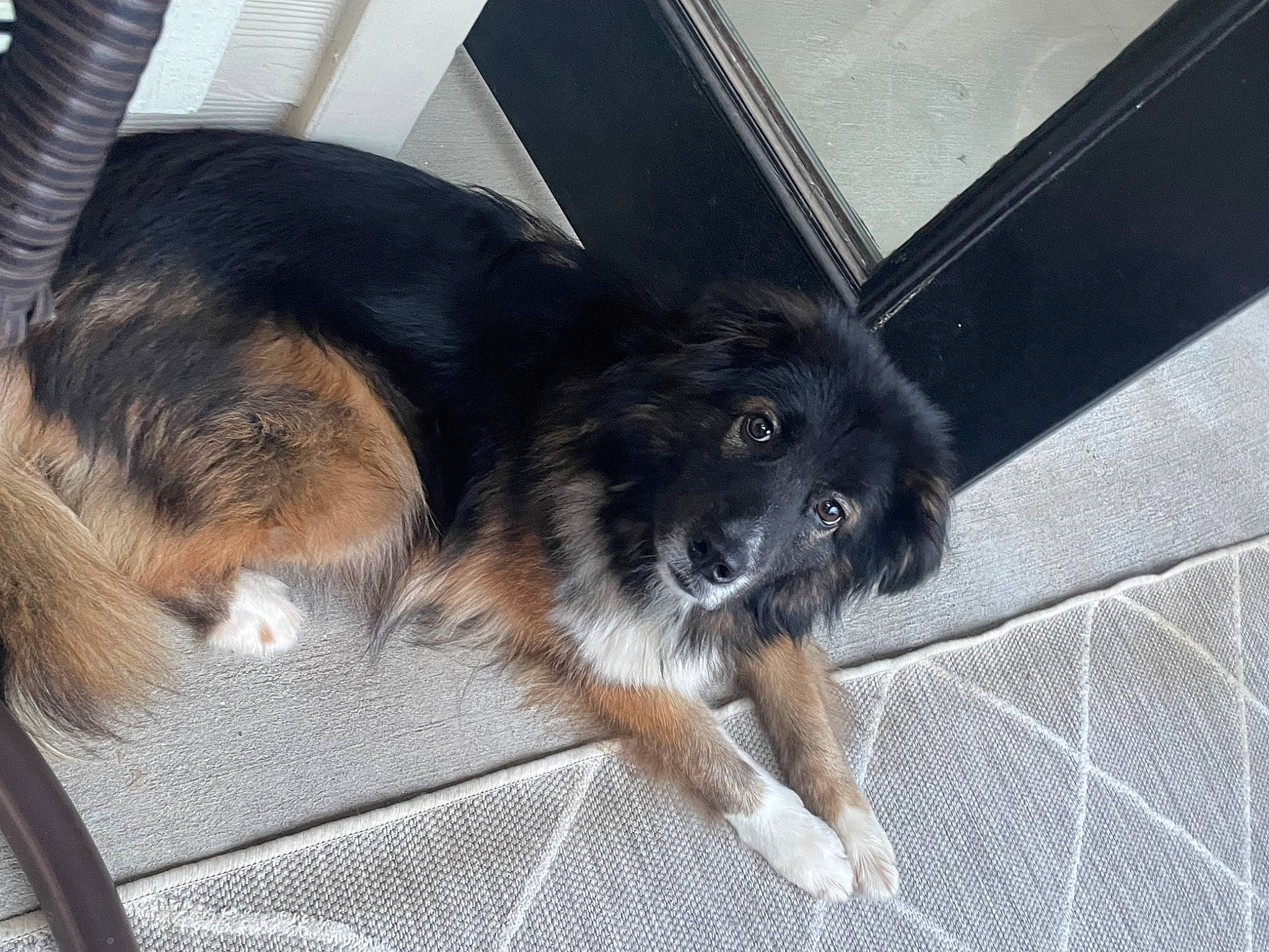 Java is registered to the contest to win money with this photo: canidae, carnivore, companion_dog, dog, dog_breed, flooring, foot, fur, paw, puppy, sporting_group, tail, terrestrial_animal, whiskers, working_animal, working_dog