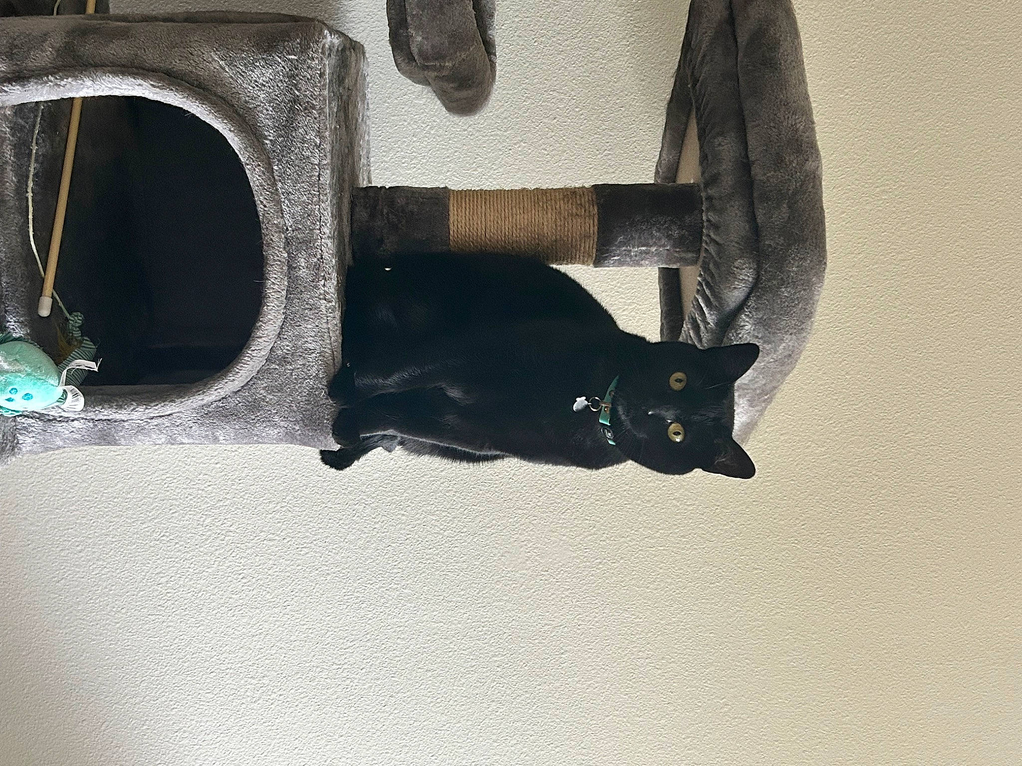 Martha joined the competition — help win amazing prizes! black_cat, bombay, carnivore, cat, domestic_short_haired_cat, felidae, font, fur, gas, grey, pet_supply, shadow, sleeve, small_to_medium_sized_cats, snout, tail, tints_and_shades, whiskers, window, wood