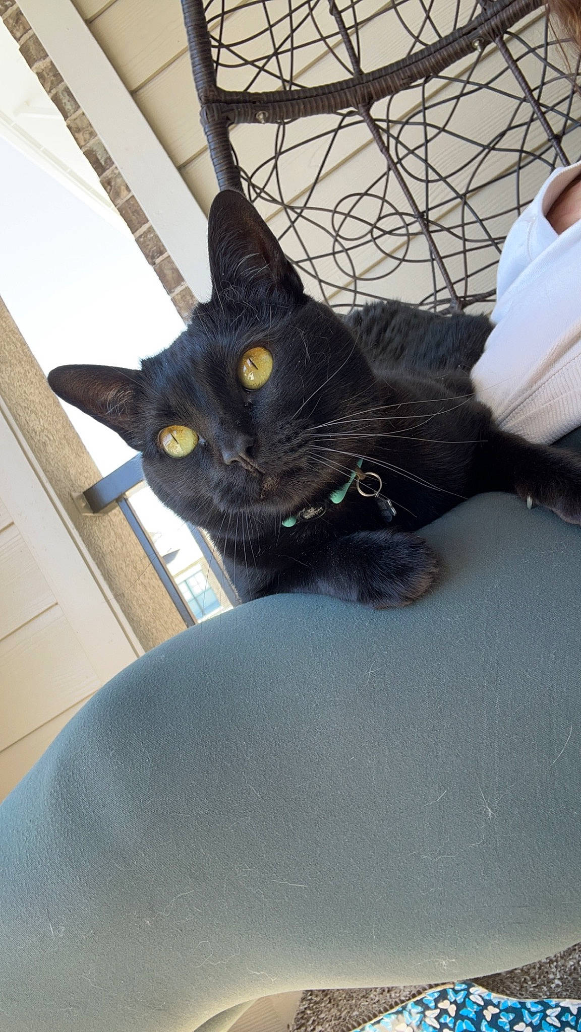 Martha is registered to the contest to win money with this photo: black_cat, carnivore, cat, claw, comfort, domestic_short_haired_cat, electric_blue, felidae, fur, grey, paw, small_to_medium_sized_cats, snout, tail, whiskers, window