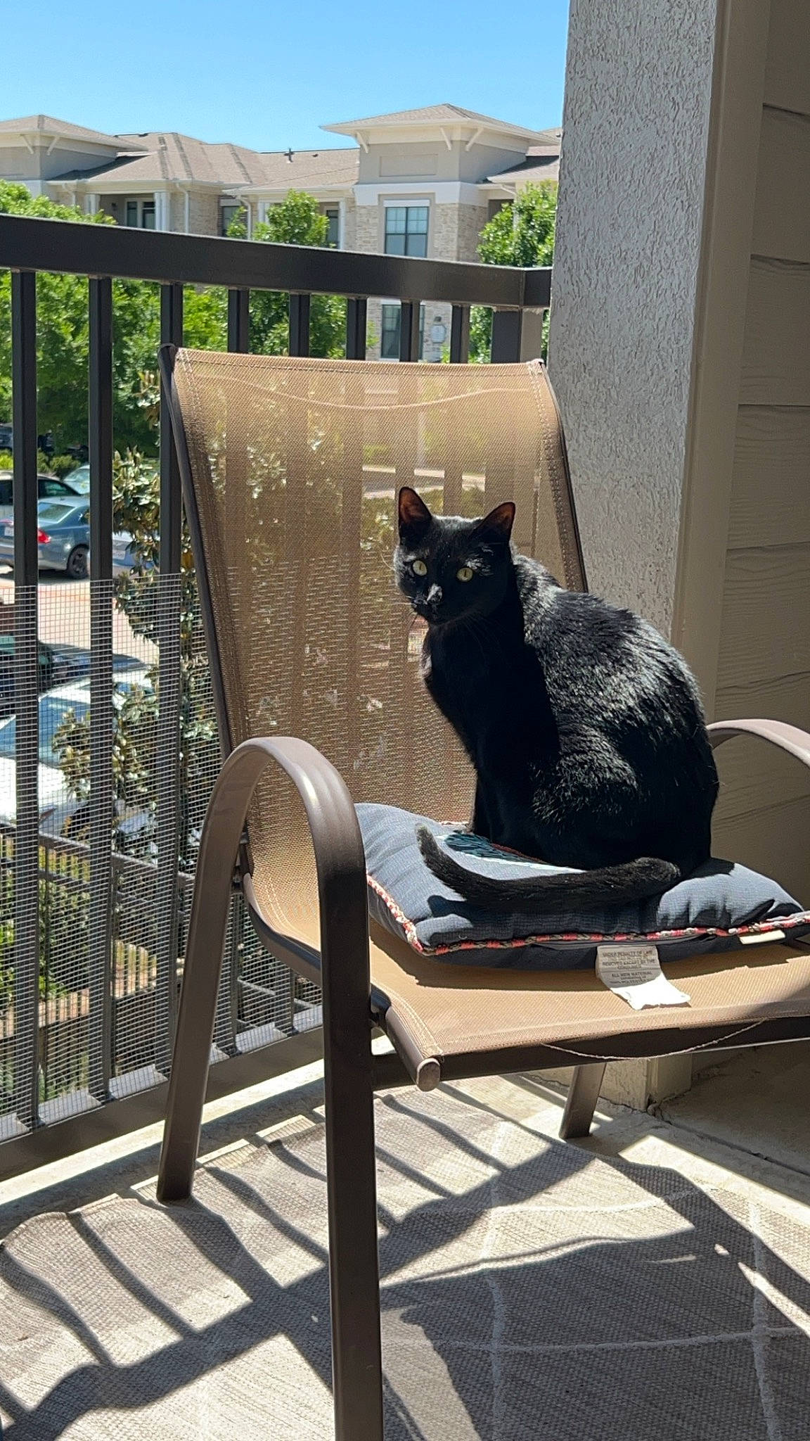 Martha is registered to the contest to win money with this photo: building, carnivore, cat, chair, comfort, felidae, grass, grey, house, metal, outdoor_furniture, plant, sitting, small_to_medium_sized_cats, table, tail, tree, whiskers, window, wood