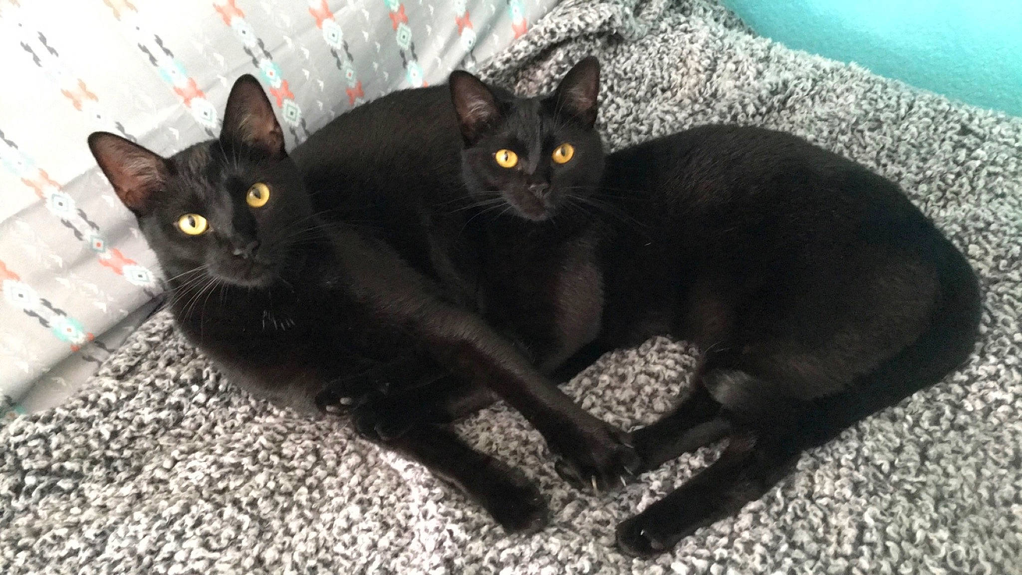 Grimm joined the competition — help win amazing prizes! black_cat, bombay, carnivore, cat, cat_supply, claw, comfort, domestic_short_haired_cat, eye, felidae, fur, havana_brown, paw, small_to_medium_sized_cats, snout, tail, terrestrial_animal, whiskers