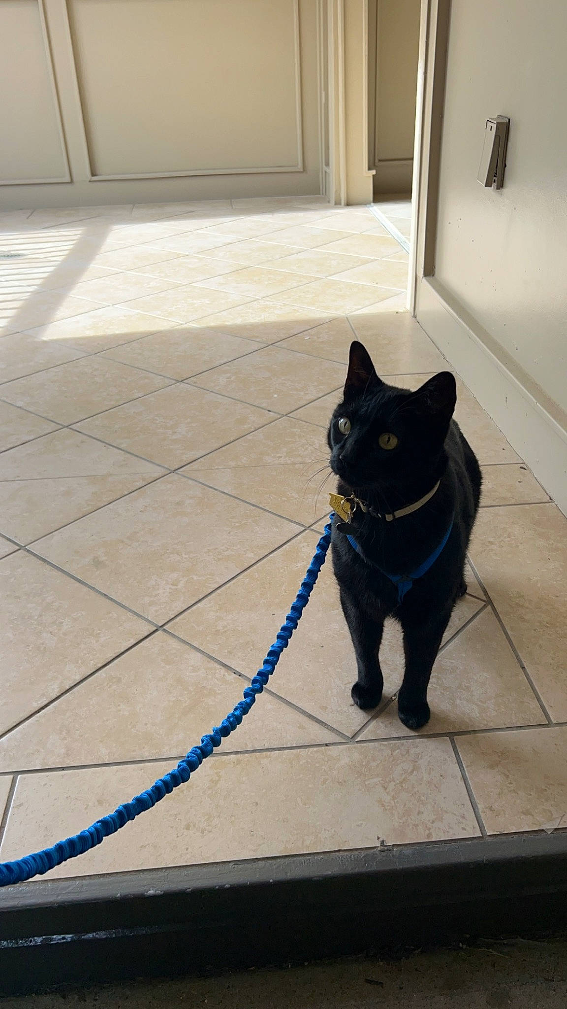 Grimm is registered to the contest to win money with this photo: black_cat, bombay, carnivore, cat, domestic_short_haired_cat, door, electric_blue, felidae, floor, flooring, fur, grey, hardwood, shadow, small_to_medium_sized_cats, snout, tail, whiskers, wire, wood