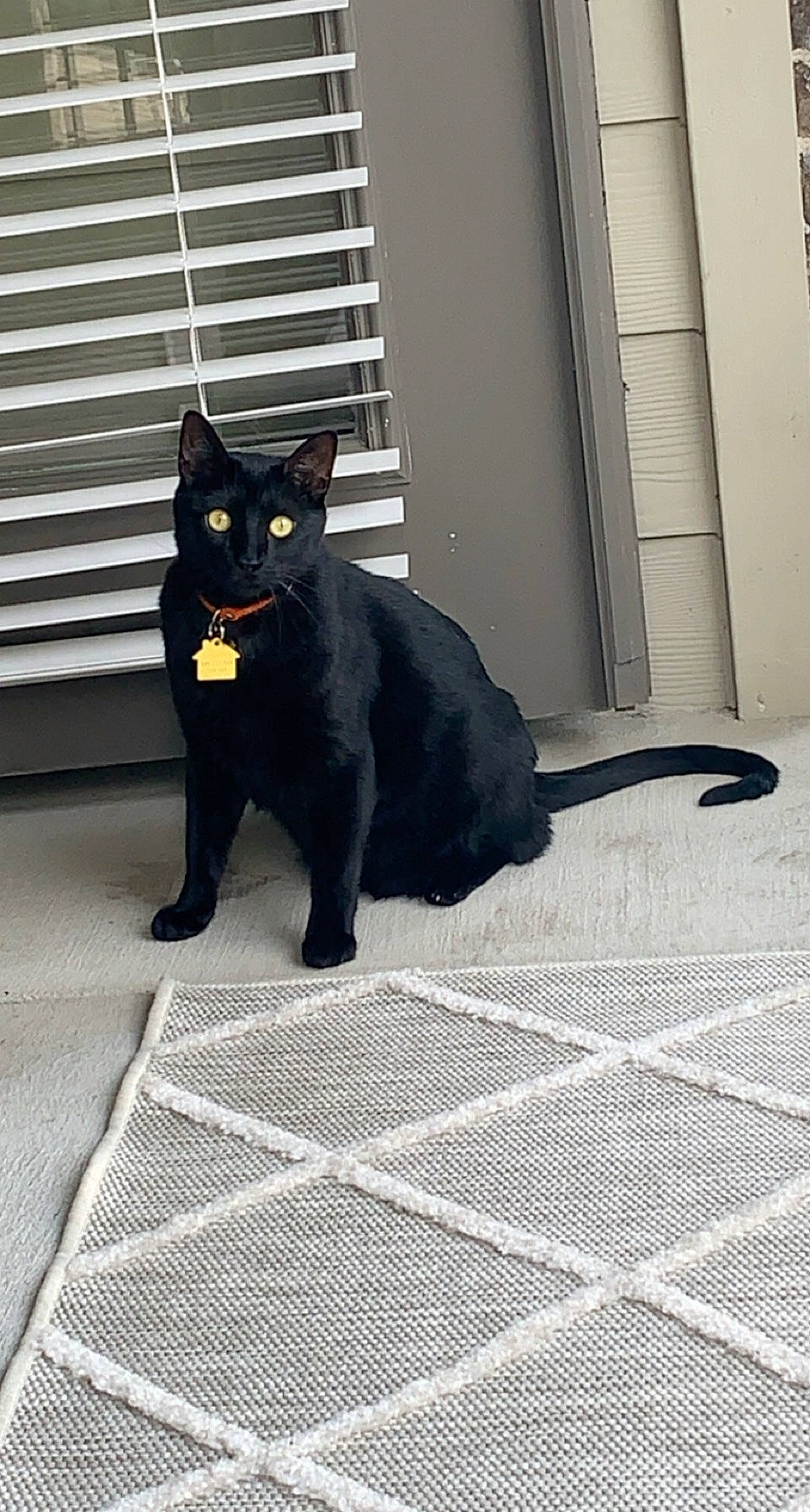 Grimm is registered to the contest to win money with this photo: black_cat, bombay, carnivore, cat, domestic_short_haired_cat, door, felidae, flooring, fur, grey, pattern, paw, road_surface, shadow, small_to_medium_sized_cats, snout, tail, terrestrial_animal, whiskers, window