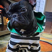 London-Sky joined the competition — help win amazing prizes! dog, french_bulldog, puppy, hoodie, clothing, black_dog, pet, indoor, carpet, ears, cute, sitting, animal, young_dog, canine, striped, green, black, fur, portrait