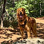 Max joined the competition — help win amazing prizes! dog, golden_retriever, forest, rock, sunlight, trees, nature, outdoor, happy, animal, pet, canine, leash, hiking, path, summer, smiling, fur, mammal, daylight