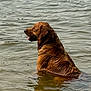 Max joined the competition — help win amazing prizes! dog, golden_retriever, water, swimming, wet_fur, animal, canine, outdoor, lake, tongue_out, nature, pet, summer, recreation, mammal, side_view, calm, reflection, playful, water_surface