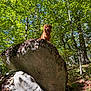 dog, golden_retriever, rock, forest, trees, greenery, sunlight, nature, outdoor, canopy, leaves, happy, animal, pet, mammal, daylight, woodland, scenery, wildlife, adventure