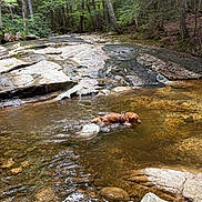 Max is registered to the contest to win money with this photo: dog, golden_retriever, water, stream, rocks, forest, trees, nature, outdoor, riverbed, wading, sunlight, greenery, canine, wildlife, natural_environment, daylight, scenic, freshwater, animal