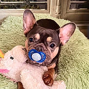 Fallone Baroz participe au concours pour gagner de l'argent avec cette photo : dog, french_bulldog, puppy, plush_toy, unicorn, pacifier, ears, eyes, blanket, soft_texture, cute, pet, indoor, resting, animal, fur, snout, paw, collar, toy
