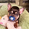 dog, french_bulldog, puppy, plush_toy, unicorn, pacifier, ears, eyes, blanket, soft_texture, cute, pet, indoor, resting, animal, fur, snout, paw, collar, toy