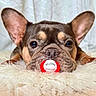 Fallone Baroz a rejoint le concours — aidez-le/la à gagner de superbes lots ! dog, french_bulldog, puppy, pacifier, fluffy_rug, pet, cute, brown, ears, close_up, indoor, animal, face, lying_down, adorable, young, expression, snout, fur, resting