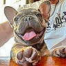 Fallone Baroz a rejoint le concours — aidez-le/la à gagner de superbes lots ! dog, puppy, french_bulldog, tongue_out, paw, close_up, happy, pet, animal, indoor, person, white_tshirt, chain_necklace, table, wooden_surface, window_light, smiling, cute, domestic_animal, young