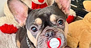 Fallone Baroz participe au concours pour gagner de l'argent avec cette photo : dog, french_bulldog, puppy, pacifier, toy, teddy_bear, stuffed_animal, fluffy_rug, indoor, pet, cute, ears, collar, close_up, animal, domestic_animal, young, brown, black, face