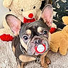animal, black, brown, close_up, collar, cute, dog, domestic_animal, ears, face, fluffy_rug, french_bulldog, indoor, pacifier, pet, puppy, stuffed_animal, teddy_bear, toy, young