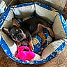 animal, beige, blue, comfort, cozy, cute, dog, dog_bed, ear_up, heart_pattern, home, indoor, looking_at_camera, pet, plush_toy, puppy, resting, small_dog, toy, wooden_floor