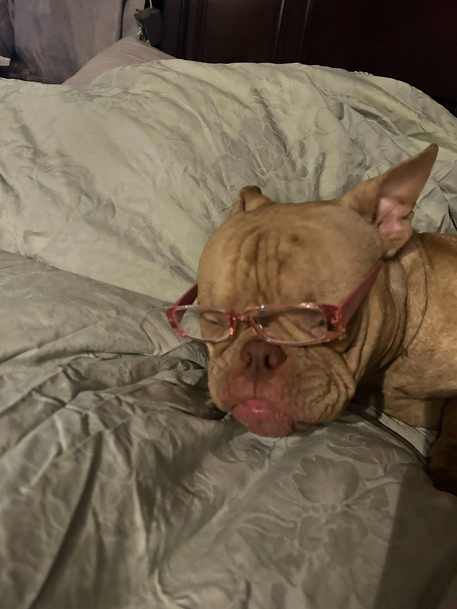 Oakley is registered to the contest to win money with this photo: bedding, canidae, carnivore, comfort, companion_dog, dog, dog_breed, duvet, ear, fawn, flesh, linens, non_sporting_group, snout, sporting_group, terrestrial_animal, whiskers, wrinkle