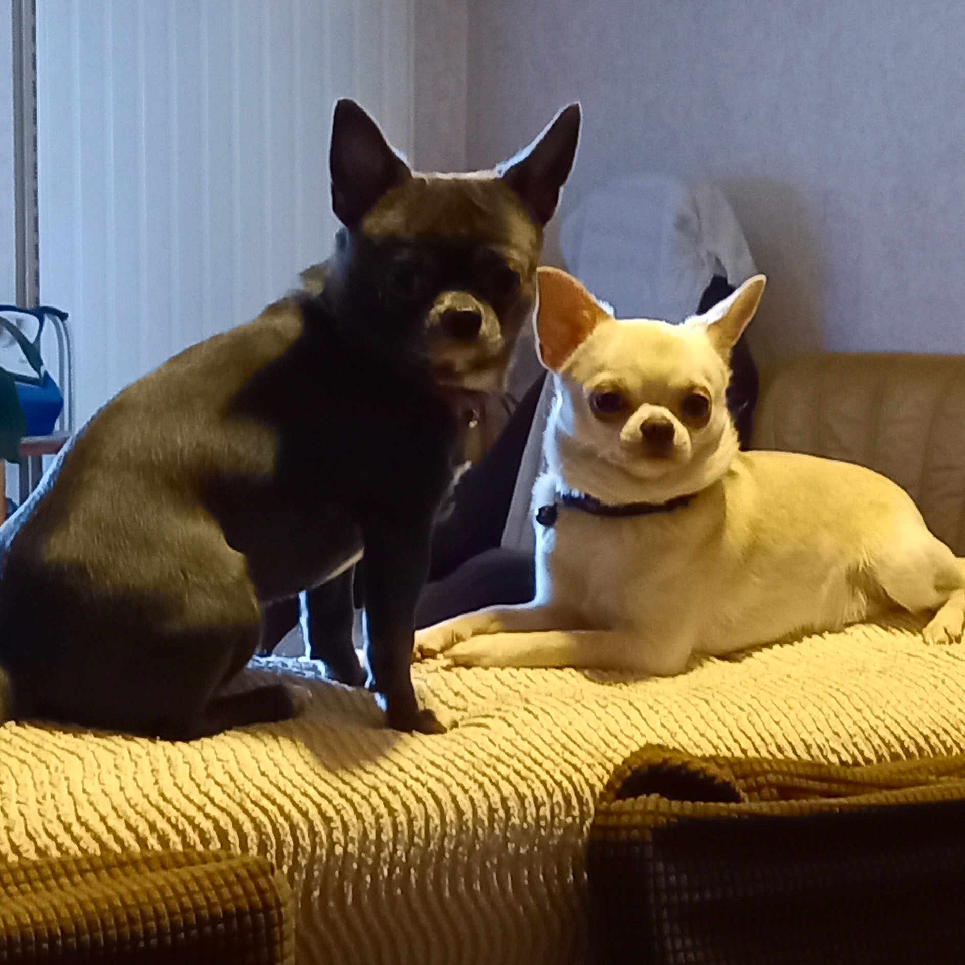 Sacha Et Tacha a rejoint le concours — aidez-le/la à gagner de superbes lots ! alert, animal, black_dog, blanket, chihuahua, companion, couch, cute, dog, domestic_animal, ears_up, furniture, home, indoor, pet, relaxed, resting, small_dog, two_animals, white_dog