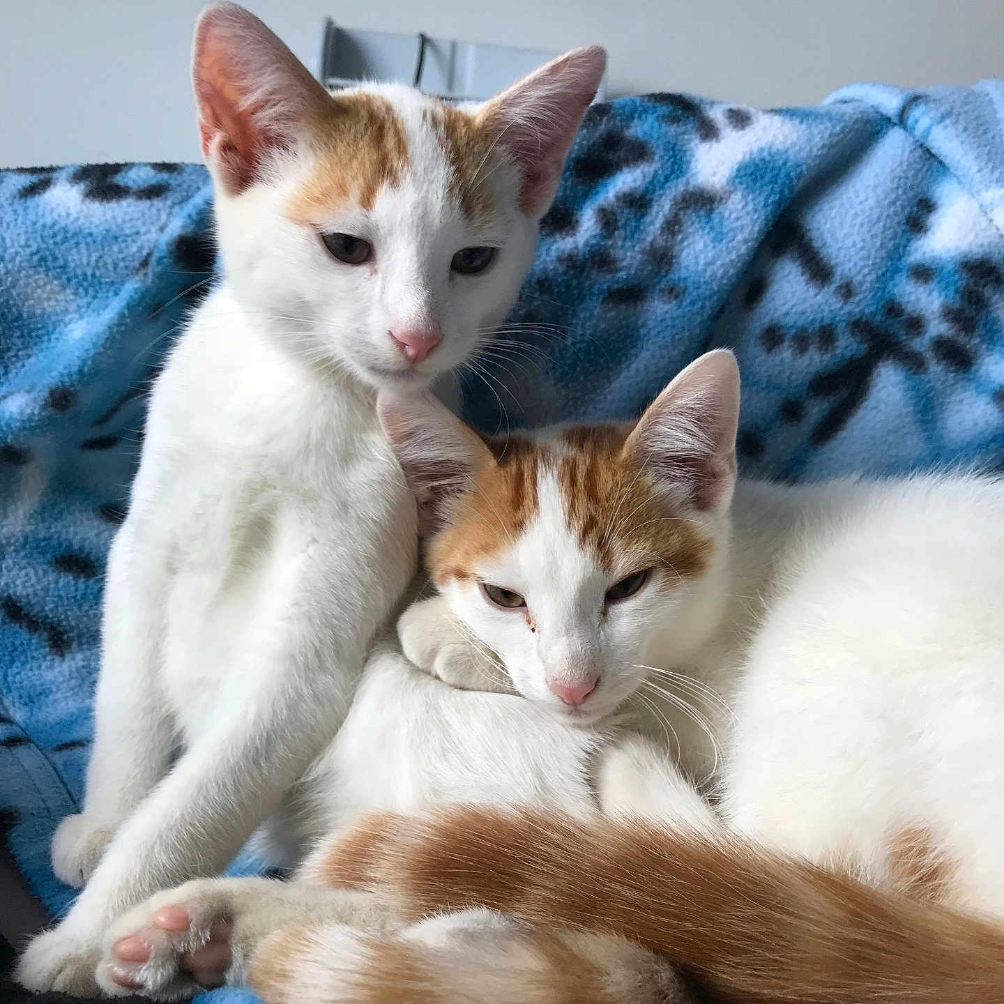 Arthur Et Atila a rejoint le concours — aidez-le/la à gagner de superbes lots ! animal, blanket, cat, companion, cozy, cute, domestic, feline, fur, indoor, kitten, orange_and_white, paw, pets, resting, sleepy, snuggling, soft, tail, young
